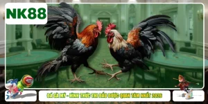 Đá Gà Mỹ - Hình Thức Thi Đấu Được Quan Tâm Nhất 2026