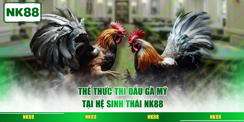 Thể thức thi đấu gà Mỹ tại hệ sinh thái NK88