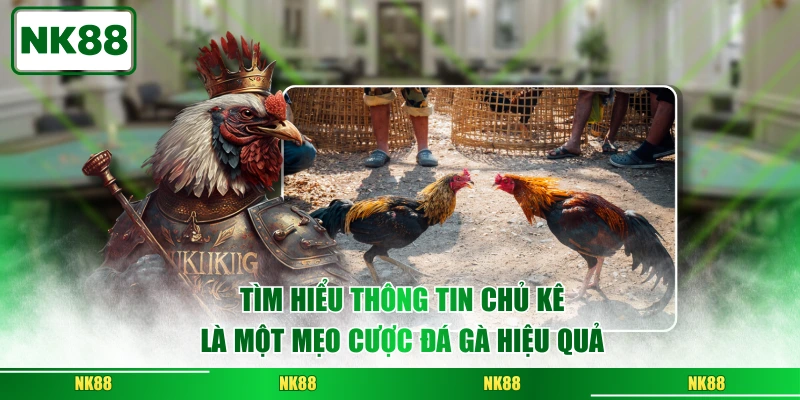 Tìm hiểu thông tin chủ kê là một mẹo cược đá gà hiệu quả